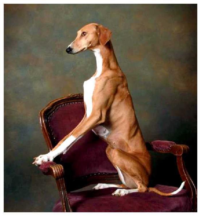 Азавак — всё о собаке