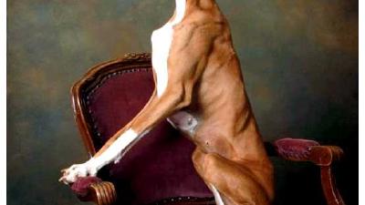 Азавак — всё о собаке