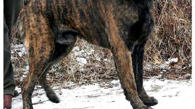 Азорская пастушья собака — всё о собаке