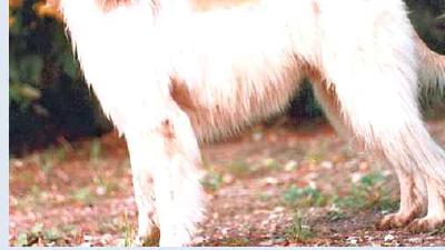 Бакхмуль — всё о собаке