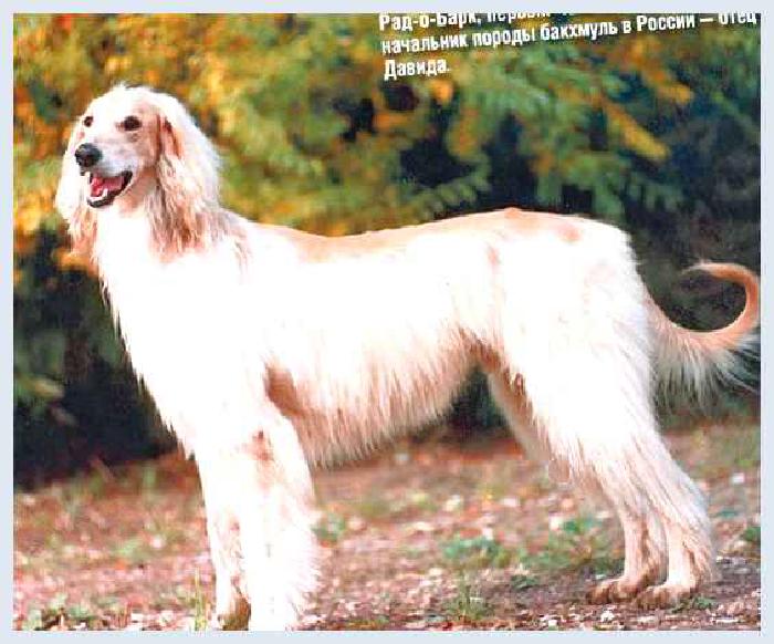 Бакхмуль — всё о собаке