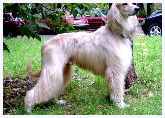 Бакхмуль - всё о собаке Размер          Средний                     Цвет          Разнообразные оттенки