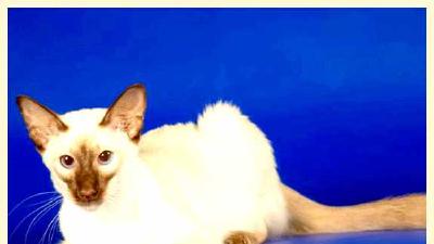 Балинезийская кошка — всё о кошках