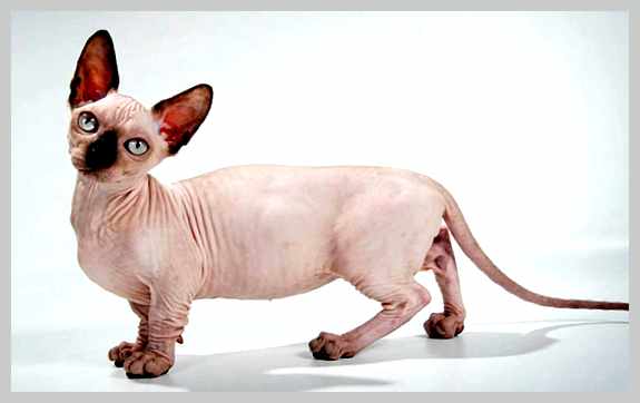 Бамбино - всё о кошках Питание Правильное питание является