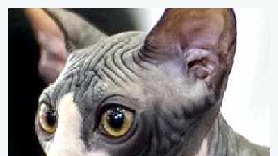 Бамбино — всё о кошках