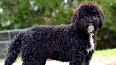 Барбет (порода собак) — всё о собаке