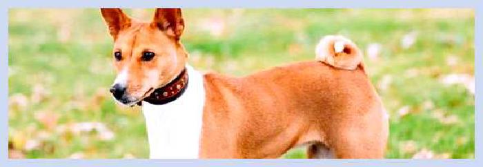 Басенджи — всё о собаке