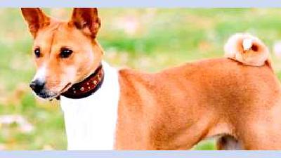 Басенджи — всё о собаке