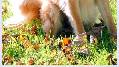 Баскская овчарка — всё о собаке