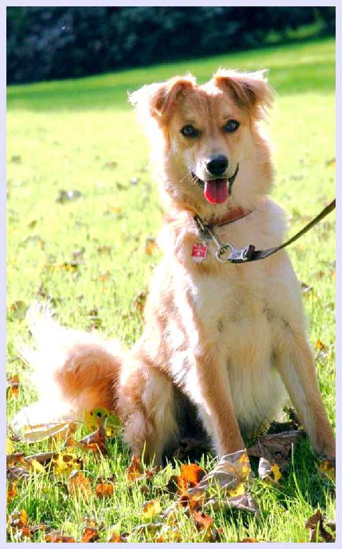 Баскская овчарка — всё о собаке