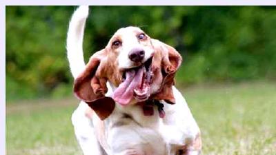 Бассет-хаунд — всё о собаке