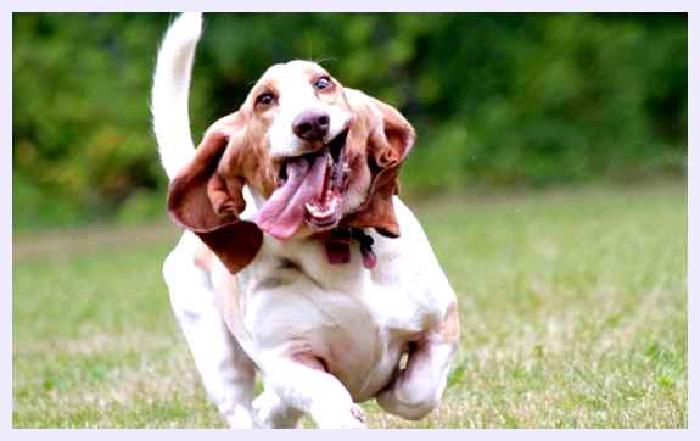 Бассет-хаунд — всё о собаке