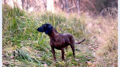 Баварская горная гончая — всё о собаке