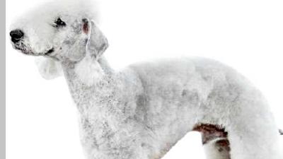 Бедлингтон-терьер — всё о собаке