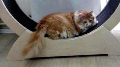 Беговое колесо для кошек и котов разных пород