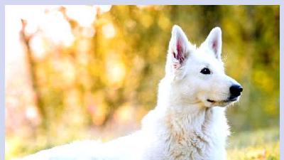 Белая швейцарская овчарка — всё о собаке