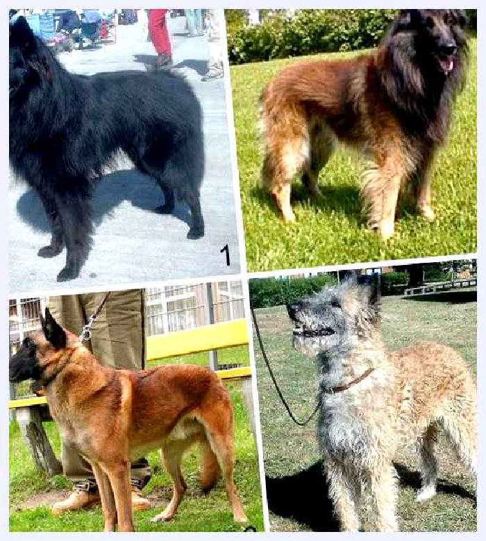 Бельгийская овчарка — всё о собаке