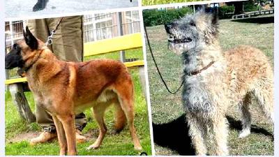 Бельгийская овчарка — всё о собаке