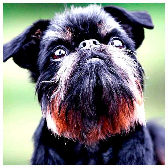 Бельгийский гриффон - всё о собаке