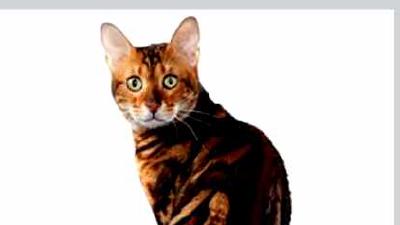 Бенгальская кошка — всё о кошках