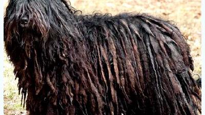 Бергамская овчарка — всё о собаке