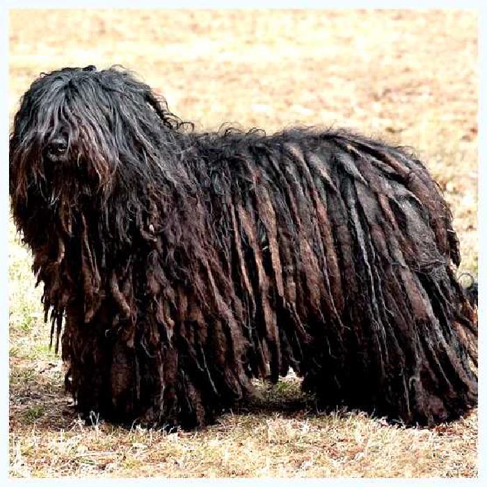 Бергамская овчарка — всё о собаке