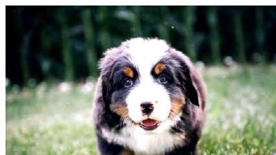 Бернский зенненхунд — всё о собаке