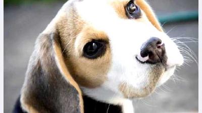 Бигль — всё о собаке