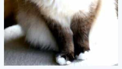 Бирманская кошка — всё о кошках