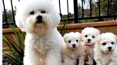 Бишон-фризе — всё о собаке