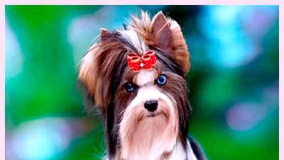 Бивер-йоркширский терьер — всё о собаке