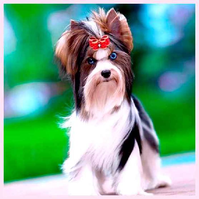 Бивер-йоркширский терьер — всё о собаке