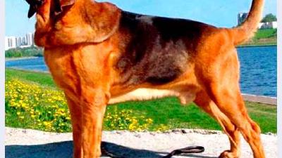 Бладхаунд — всё о собаке