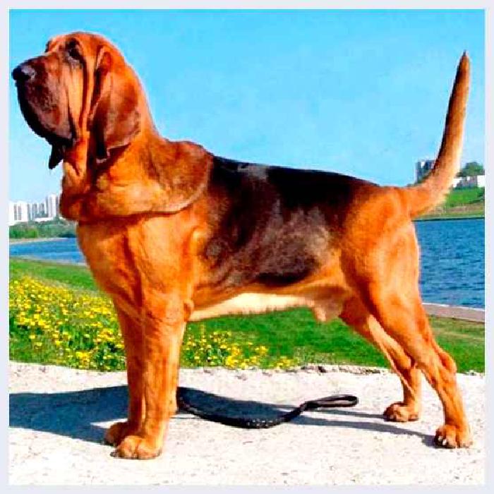 Бладхаунд — всё о собаке