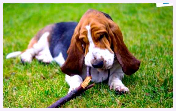 Бладхаунд - всё о собаке обучаемость Бладхаунды обладают хорошим