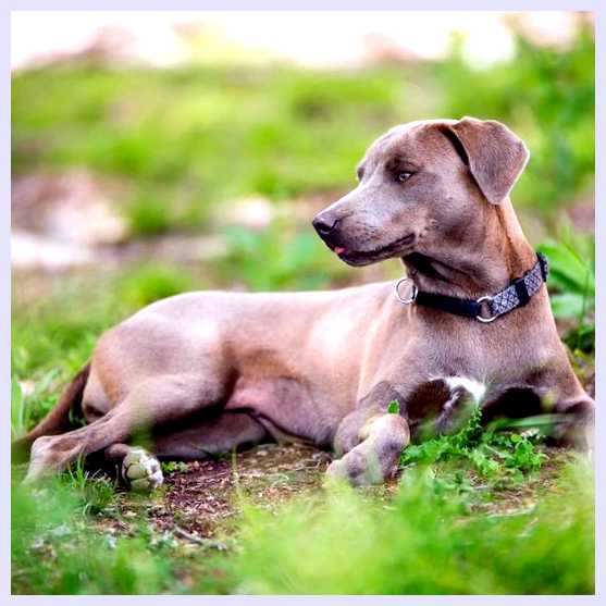 Блю-лейси - всё о собаке