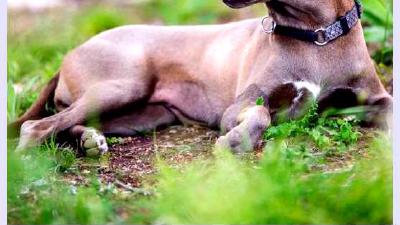 Блю-лейси — всё о собаке