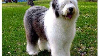 Бобтейл — всё о собаке