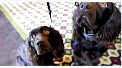 Бойкин-спаниель — всё о собаке