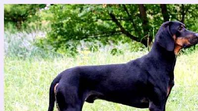 Болгарская гончая — всё о собаке