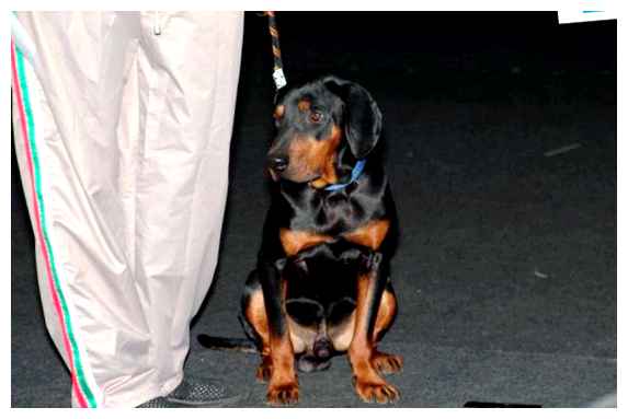 Болгарская гончая - всё о собаке Кроме того, эти собаки обладают