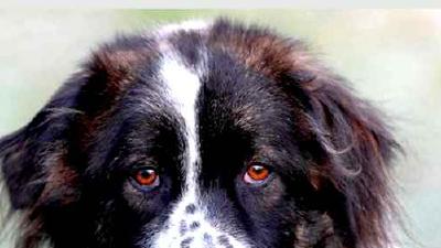 Болгарская овчарка — всё о собаке