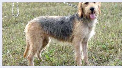 Болгарский барак — всё о собаке