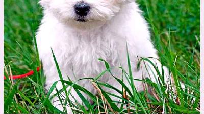 Болоньез — всё о собаке