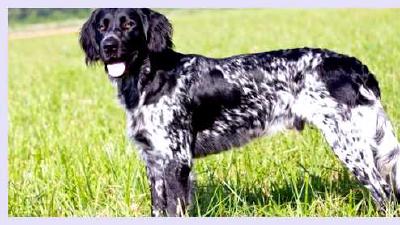 Большой мюнстерлендер — всё о собаке