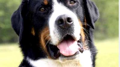 Большой швейцарский зенненхунд — всё о собаке