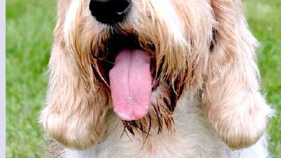 Большой вандейский бассет-гриффон — всё о собаке