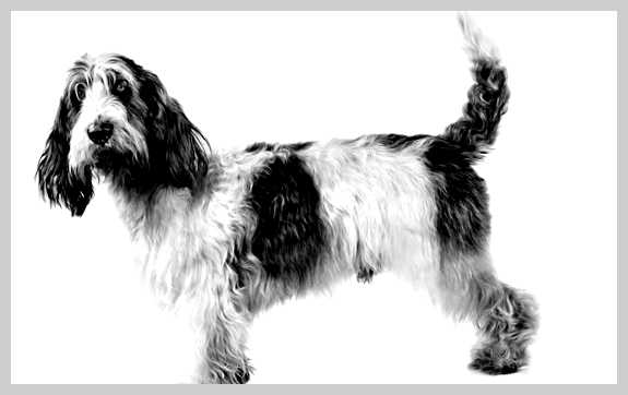 Большой вандейский гриффон - всё о собаке