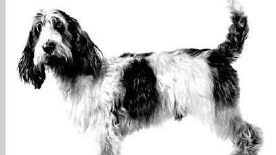 Большой вандейский гриффон — всё о собаке