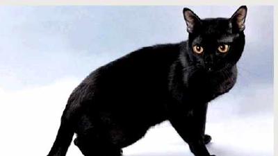 Бомбейская кошка — всё о кошках